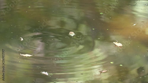 Small fish swimming and surfacing in shallow Danube floodplain water during drought