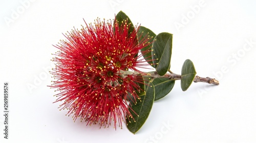 Close-up of vibrant red bottlebrush flower with dew drops against white background