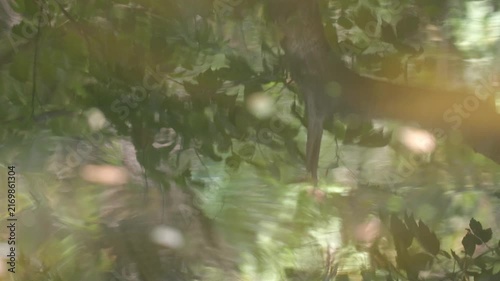 Abstract tree reflections and ripples on shallow Danube floodplain water during drought