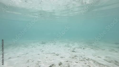 Horizontal underwater scene with multiple fish swimming over mixed rocky sandy seabed, 4K