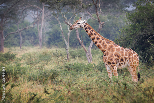 Quadro su tela A majestic Rothschild’s Giraffe (Giraffa camelopardalis rothschildi) standing gracefully in the Ugandan savanna