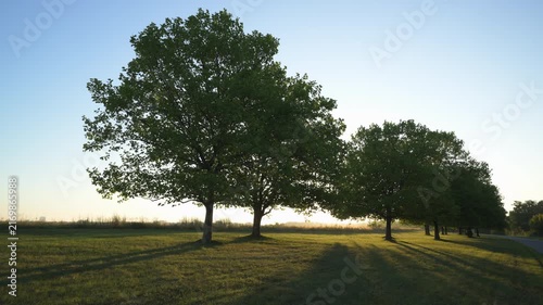 tree against sunrise morning light 4K