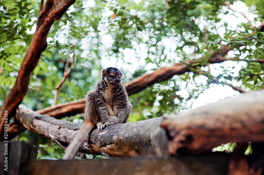 Naklejka premium Lemur sitting on a thick tree branch in a leafy tropical enclosure with soft bokeh background.