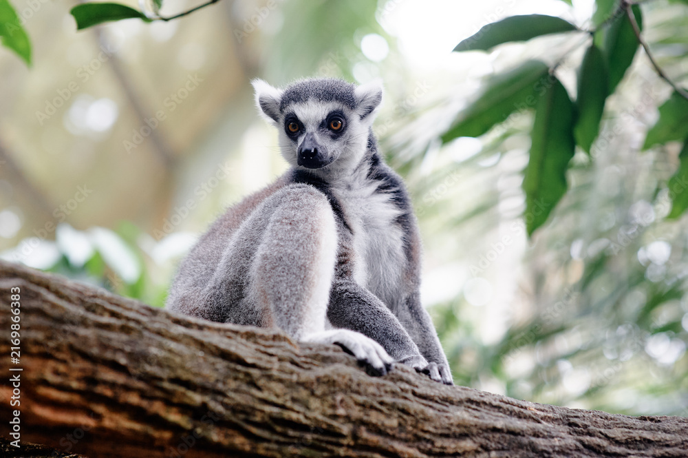 Naklejka premium Close-up of a lemur sitting on a tree branch with soft green background.