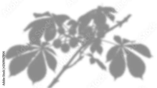 Obraz na plátne Shadow of a horse chestnut branch with palmate leaves and fruits cast on a white