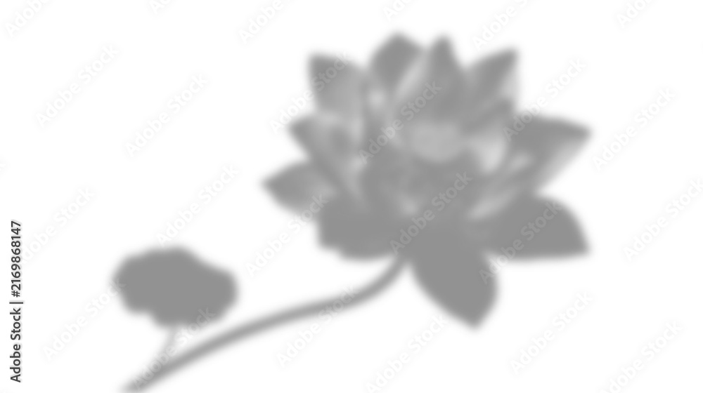 Fototapeta premium Natural light shadow overlay effect for photo presentation, soft shadow of lotus flower with stem and leaf isolated on transparent background