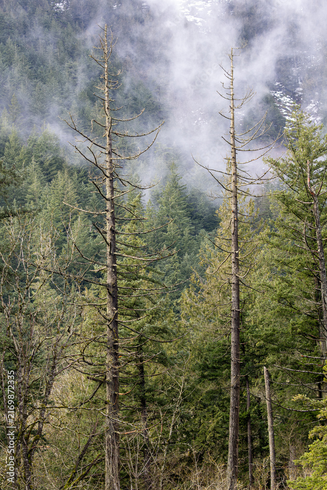 Naklejka premium Misty forest scene with tall dead trees and evergreen forest background
