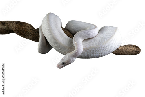 A white python is coiled around a tree trunk.