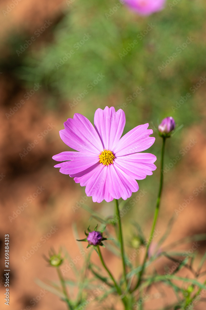 Fototapeta premium Single purple pink cosmos flower in full bloom with green stem