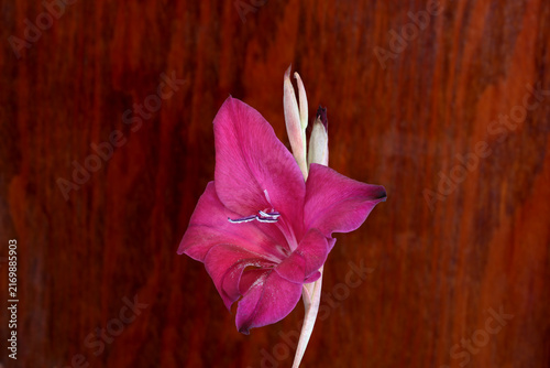 Maroon Gladiola 01