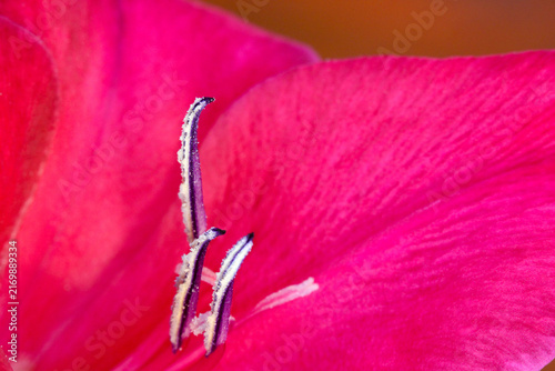 Gladiola Anther Abstract 03