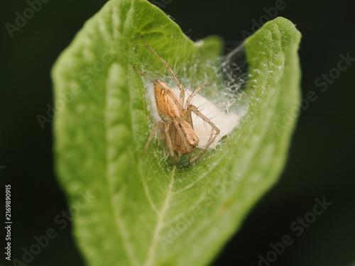 Fotografía Araña lince (Oxyopidae) protegiendo cuidadosamente su saco de huevos de seda blanca sobre una hoja verde