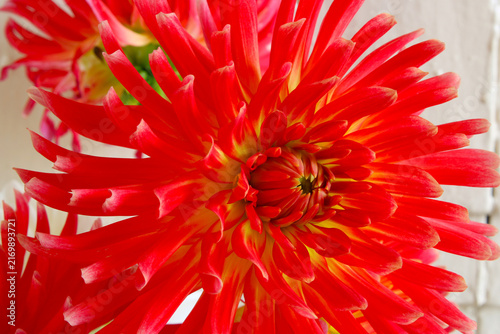 Brandon J Dahlia Closeup 01