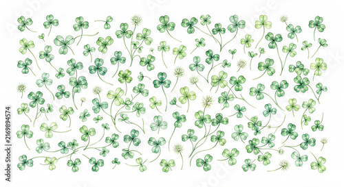 clover on white background