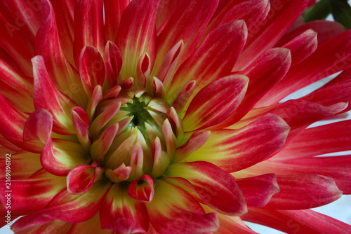 Yellow Brandon J Dahlia 02