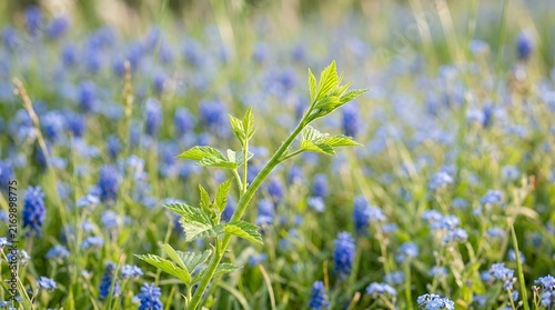 Close Up View Of Fresh Green Foliage Stem In Field Surrounded By Soft Blurred Blue Flora plant green stem foliage meadow summer nature close up selective focus growth flora botanical wild field grass