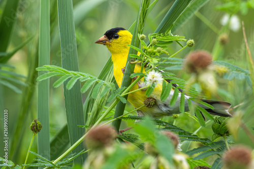 Male American goldfinch perched on a plant.