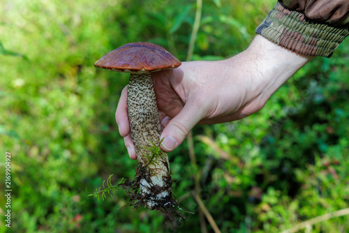 Close up of a man's hand holding a fresh edible boletus mushroom with brown cap over green foliage background in Northern Europe woods.