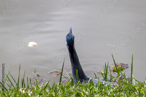 Striated Heron Resting on the Lakeshore in Parque de São José dos Campos, Brazil.