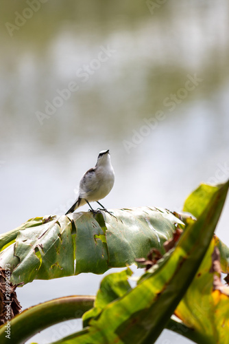 Photograph of a White monjita.