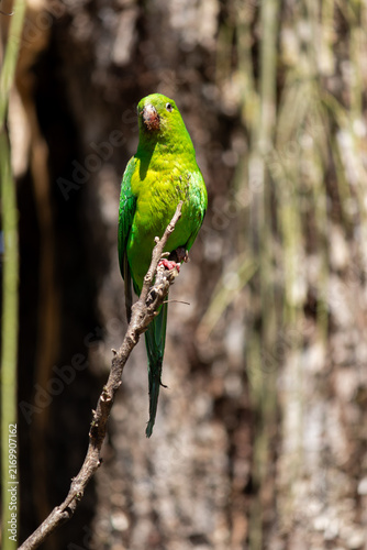 Plain Parakeet Resting on Tree Branch.