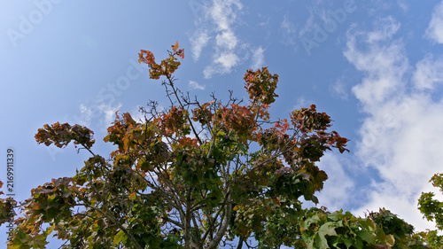 Fotografía Maple tree with sparse foliage, bare branches and reddish leaves photographed against a blue sky with white clouds