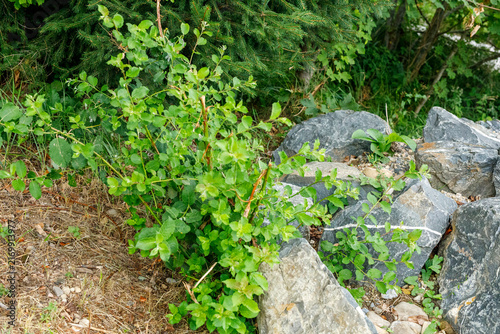 Obraz na plátně Detail of green leaves and branches contrasting with rough grey stones in a natural setting