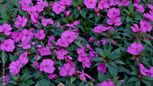 Dense planting of pink New Guinea impatiens (Impatiens hawkeri) with abundant flowers and dark green foliage in a garden bed.