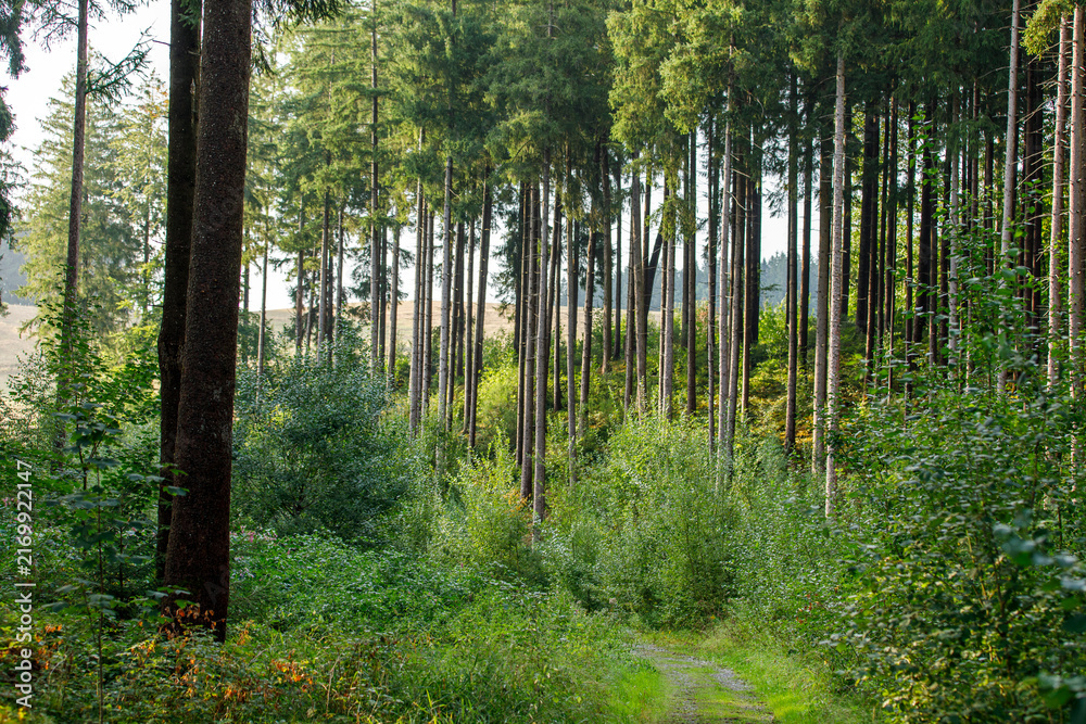 Fototapeta premium A winding dirt path leads through a dense forest of tall pine trees and vibrant green undergrowth.