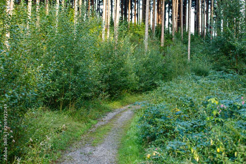 Fototapeta premium Serene woodland path surrounded by vibrant green foliage and towering trees.