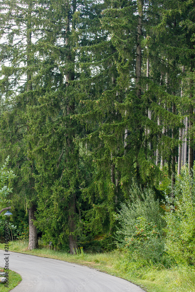 Fototapeta premium Curving asphalt road bordered by a dense, vibrant green forest of tall evergreen trees.