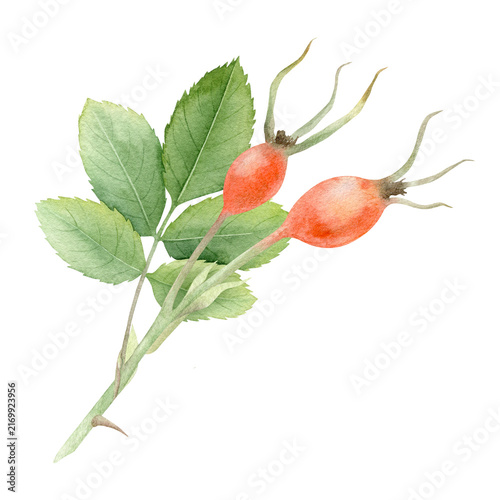 Obraz na plátne Dog rose briar branch with berries and green leaves isolated hand painted watercolor illustration