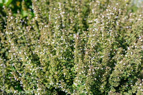 Bild auf Leinwand Close-up of lush green catnip plants with small white flowers blooming in a garden