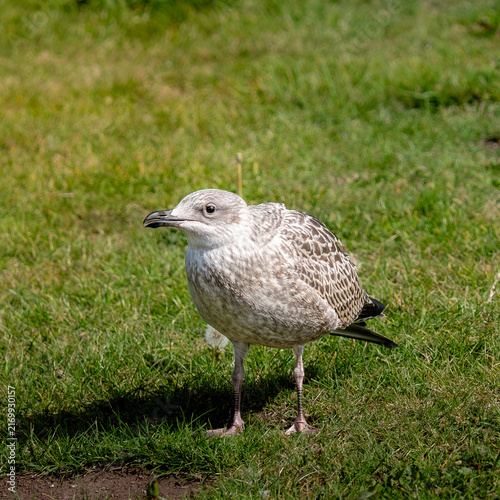Juvenile European Herring Gull