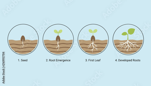 Educational vector chart depicting the four major stages of plant growth from seed to fully developed root system.
