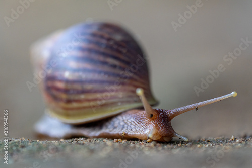 Obraz na płótnie Close-up of a garden snail crawling on the ground