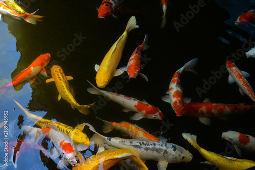 NHA TRANG, VIETNAM – JUNE 18, 2026: Colorful koi fish swimming in a pond at the Fairy Forest attraction in Nha Trang, Vietnam.