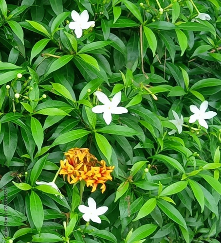 Fotografía Amazing view of blooming shiny fresh vibrant white colour crape jasmine or jasmine flowers and bud with green leaves tropical and ornamental plant in the outdoor home garden area