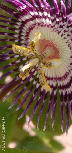 Obraz na płótnie Amazing different angles view captured of blooming shiny fresh colorful   purple-and-white filament corona passion flower or passiflora incarnata flower petals herbal plant in outdoor garden area