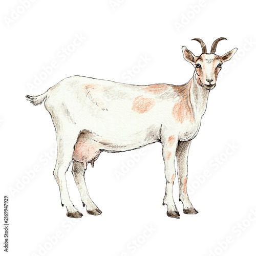Foto Adult horned dairy goat standing in full view