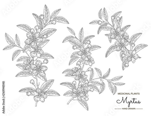 Collection of Myrtus branch black and white colors. Myrtus communis also Mytrle plant with leaves and flowers. Hand draw vector illustration.