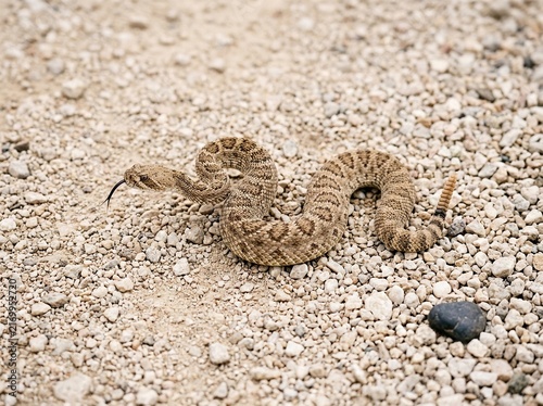 A venomous rattlesnake with its tongue flicking out, coiled on a rocky desert ground in its natural habitat