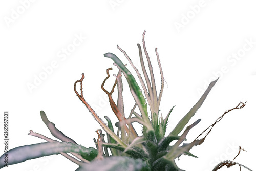 Cannabis Plant white background