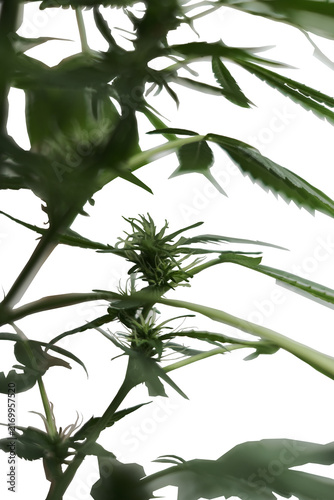 Cannabis Plant white background