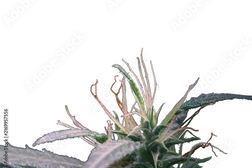 Cannabis Plant white background