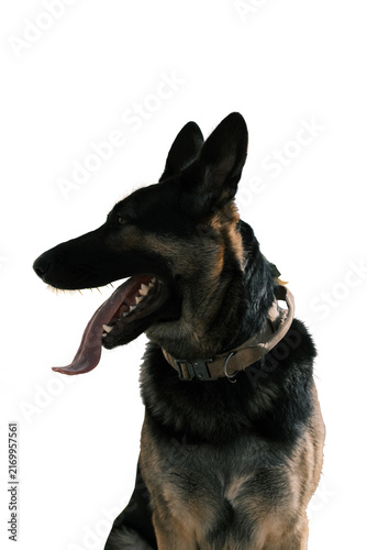 german shepherd dog white background