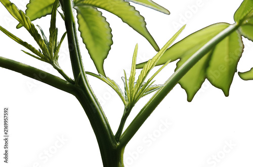 Cannabis Plant white background