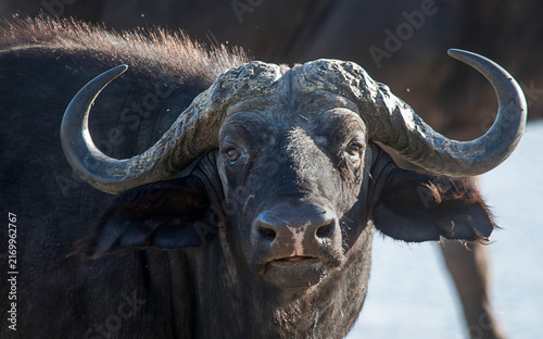 Photography Cape Buffalo