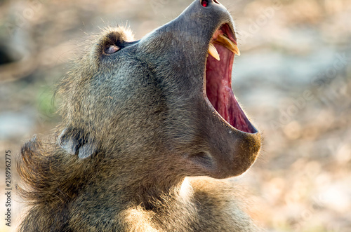 Foto Baboon