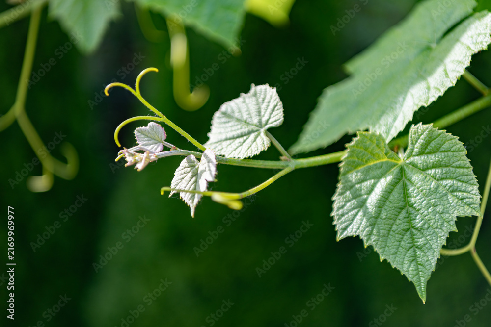 Naklejka premium Grapevine green leaves of grapes in vineyard nature. Grapevine with green leaves grows in a vineyard. Green leaves and vineyard farming create a peaceful outdoor scene full of grape cultivation